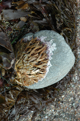 Moonstone Beach 025.jpg
